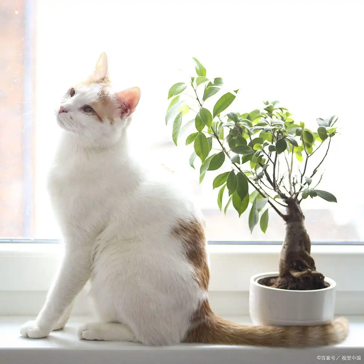 猫咪关节炎症状_判断猫咪关节炎方法_猫咪多发性关节炎：僵硬步态诊断