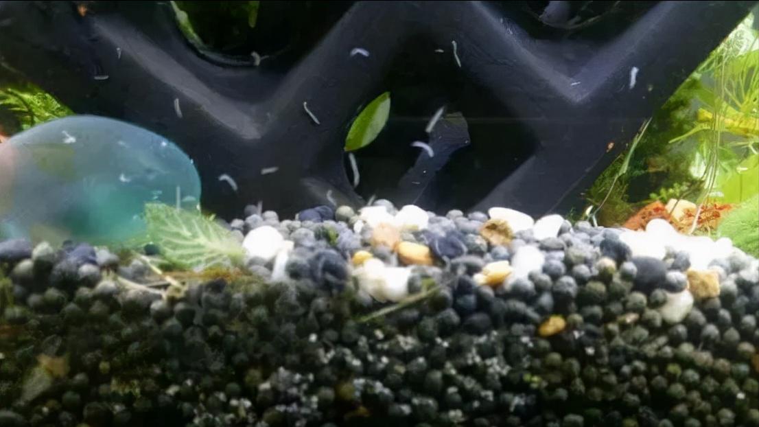 蛋白虫繁殖原因_鱼缸里发现寄生虫怎么办_瘦水与肥水区别