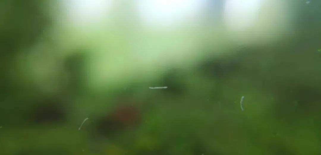 鱼缸里发现寄生虫怎么办_瘦水与肥水区别_蛋白虫繁殖原因