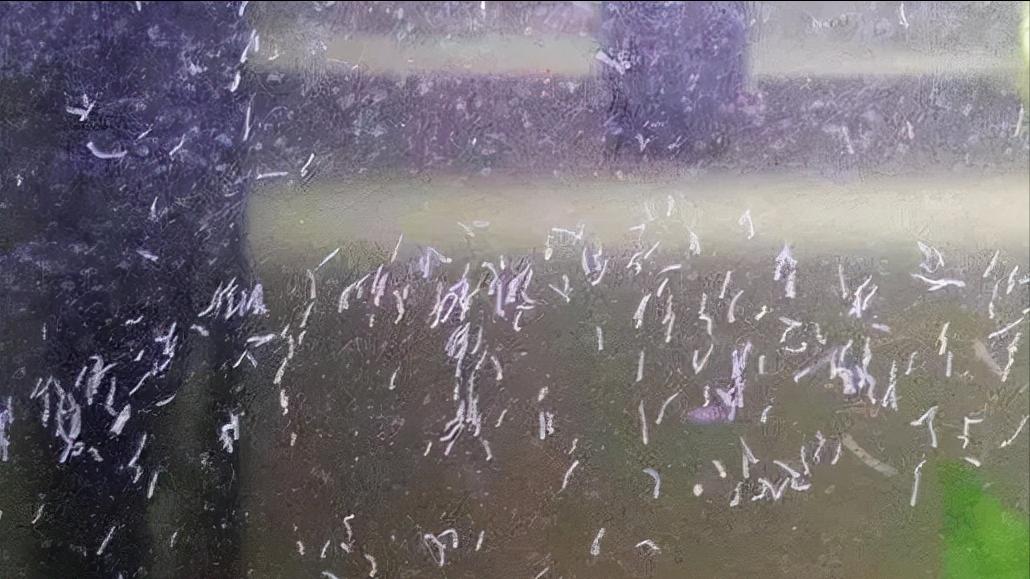 瘦水与肥水区别_蛋白虫繁殖原因_鱼缸里发现寄生虫怎么办