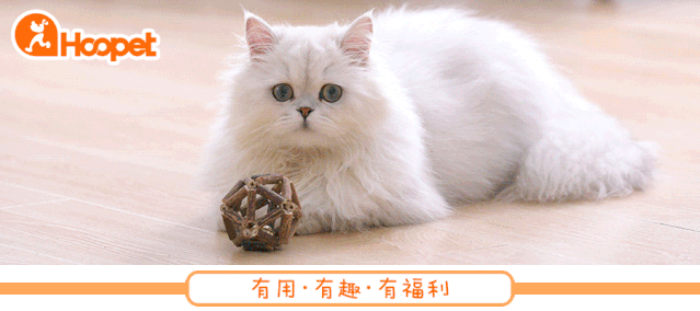 当狗子遇到下雪，一看就知道都是南方来的-派特超人-宠物