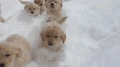 狗狗下雪兴奋原因_狗狗喜欢趴地板？降温需求和腹痛_雪地狗狗开荒