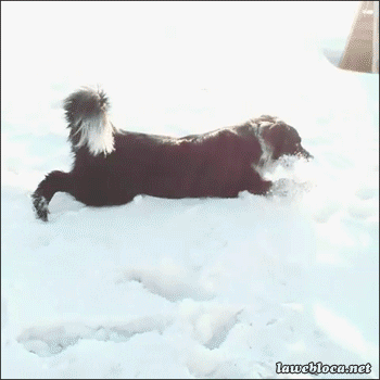 狗狗下雪兴奋原因_雪地狗狗开荒_狗狗喜欢趴地板？降温需求和腹痛