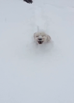 狗狗下雪兴奋原因_雪地狗狗开荒_狗狗喜欢趴地板？降温需求和腹痛