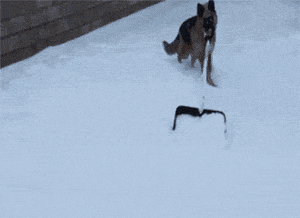 雪地狗狗开荒_狗狗喜欢趴地板？降温需求和腹痛_狗狗下雪兴奋原因
