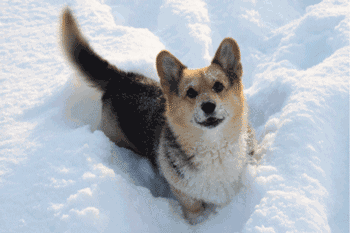 狗狗下雪兴奋原因_雪地狗狗开荒_狗狗喜欢趴地板？降温需求和腹痛