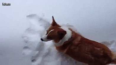 狗狗喜欢趴地板？降温需求和腹痛_雪地狗狗开荒_狗狗下雪兴奋原因