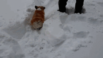狗狗下雪兴奋原因_狗狗喜欢趴地板？降温需求和腹痛_雪地狗狗开荒