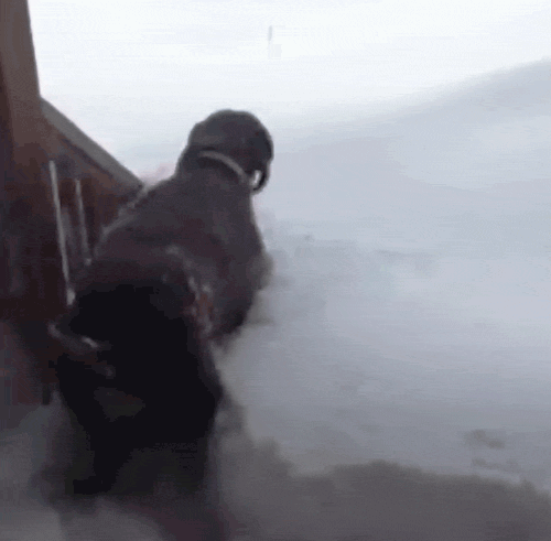 狗狗喜欢趴地板？降温需求和腹痛_狗狗下雪兴奋原因_雪地狗狗开荒
