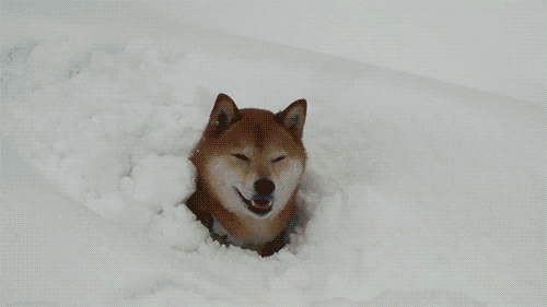 狗狗喜欢趴地板？降温需求和腹痛_雪地狗狗开荒_狗狗下雪兴奋原因
