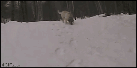 狗狗喜欢趴地板？降温需求和腹痛_狗狗下雪兴奋原因_雪地狗狗开荒