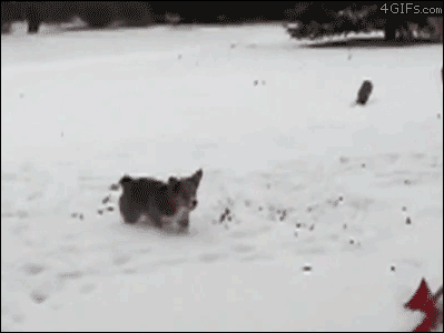 狗狗下雪兴奋原因_雪地狗狗开荒_狗狗喜欢趴地板？降温需求和腹痛