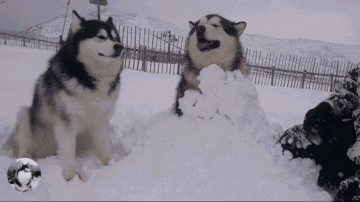 狗狗喜欢趴地板？降温需求和腹痛_雪地狗狗开荒_狗狗下雪兴奋原因