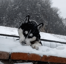 雪地狗狗开荒_狗狗下雪兴奋原因_狗狗喜欢趴地板？降温需求和腹痛