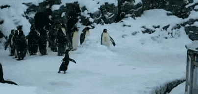 狗狗下雪兴奋原因_雪地狗狗开荒_狗狗喜欢趴地板？降温需求和腹痛