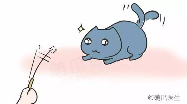 干粮湿粮营养对比_猫咪刷牙的循序渐进训练法_猫咪干粮湿粮选择标准