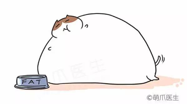 猫咪刷牙的循序渐进训练法_猫咪干粮湿粮选择标准_干粮湿粮营养对比