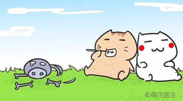 猫咪干粮湿粮选择标准_干粮湿粮营养对比_猫咪刷牙的循序渐进训练法