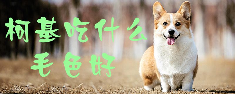 柯基吃什么毛色好-派特超人-宠物
