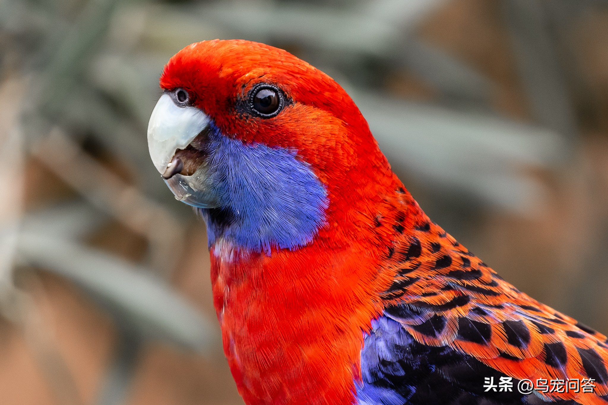 终于讲清了鹦鹉羽粉-派特超人-宠物