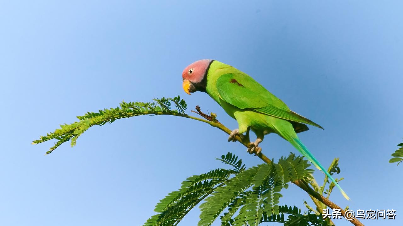 鹦鹉羽粉对呼吸道影响_宠物鸟季节性过敏应对方案_鹦鹉羽粉过敏症状