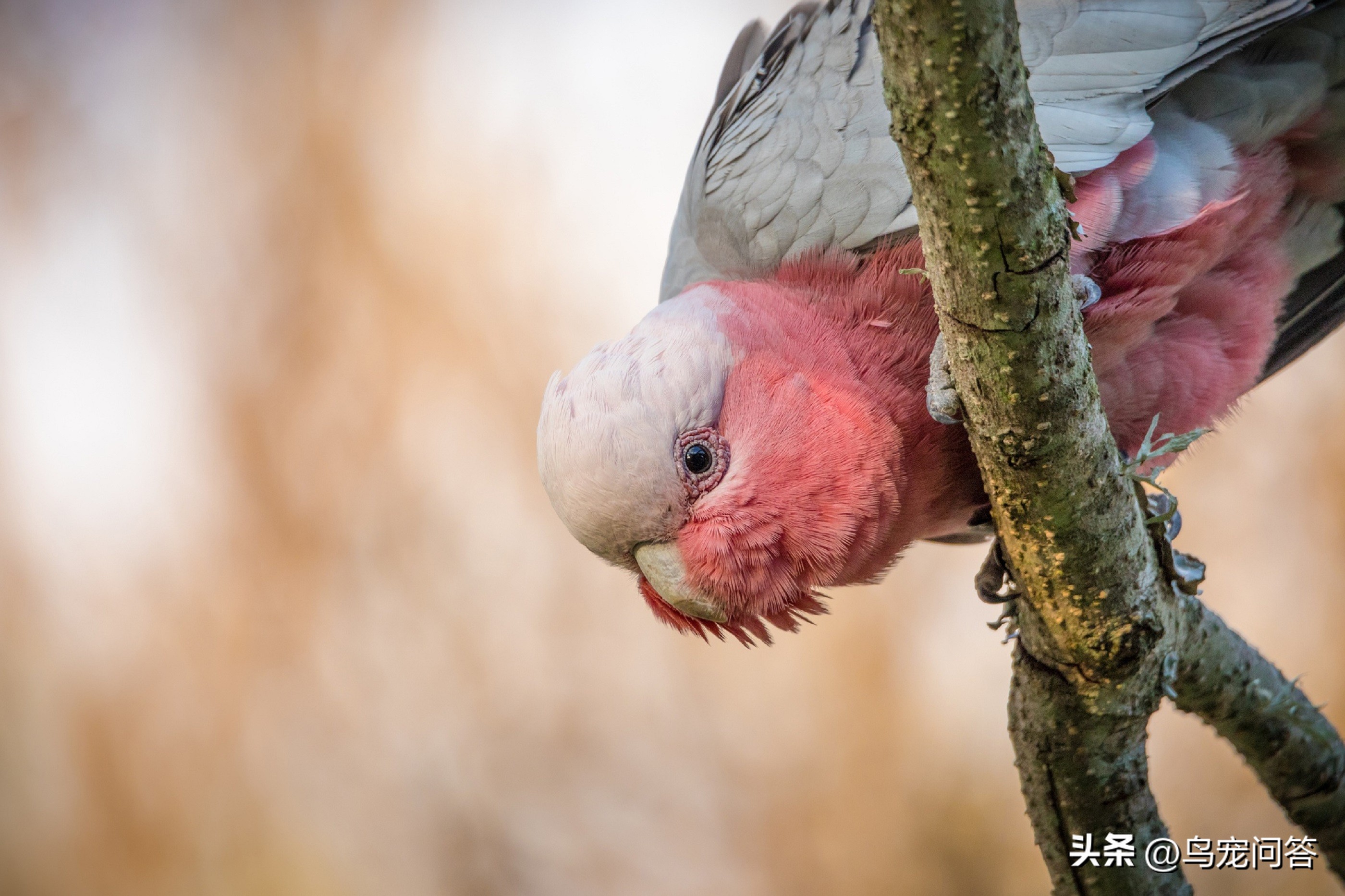 鹦鹉羽粉对呼吸道影响_鹦鹉羽粉过敏症状_宠物鸟季节性过敏应对方案