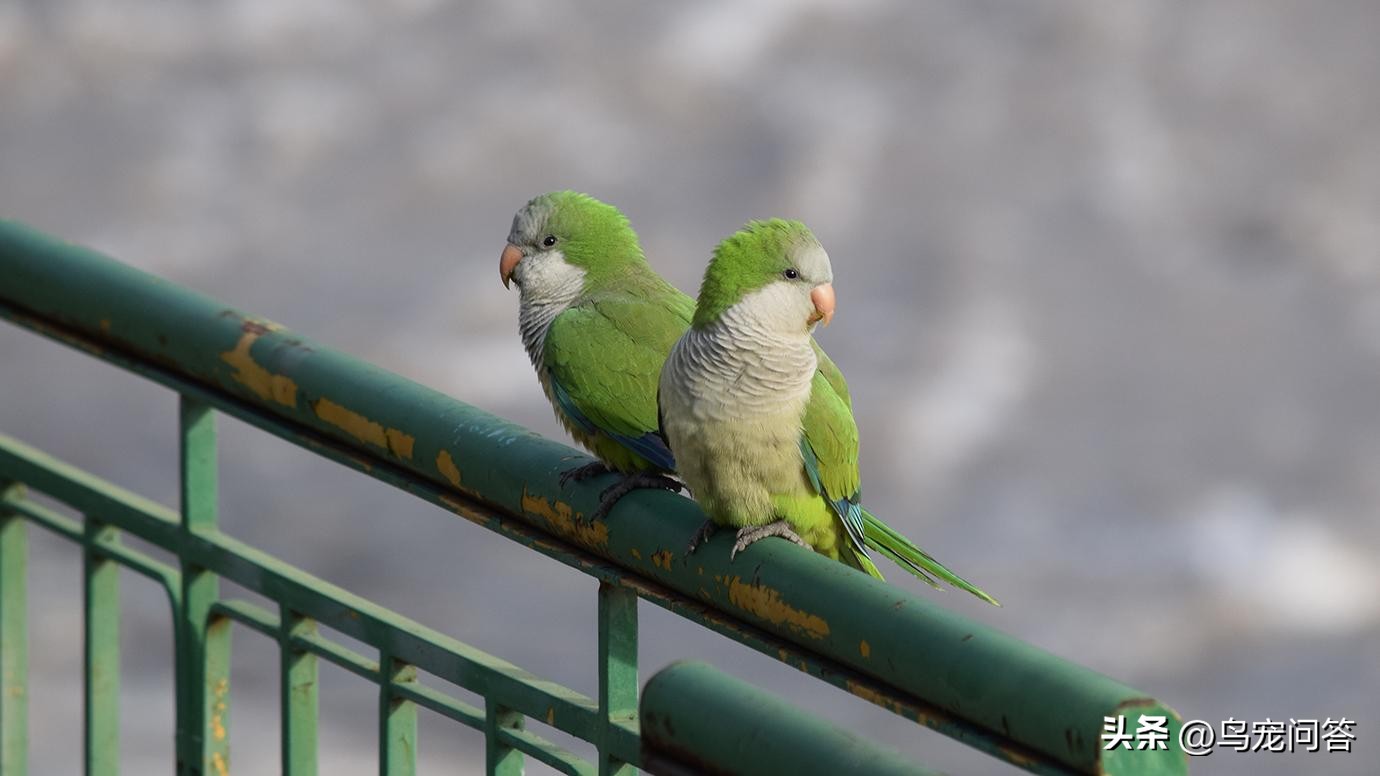 鹦鹉羽粉过敏症状_鹦鹉羽粉对呼吸道影响_宠物鸟季节性过敏应对方案