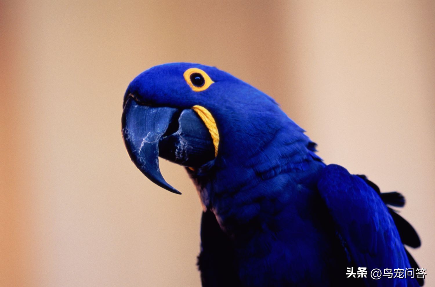 宠物鸟季节性过敏应对方案_鹦鹉羽粉对呼吸道影响_鹦鹉羽粉过敏症状