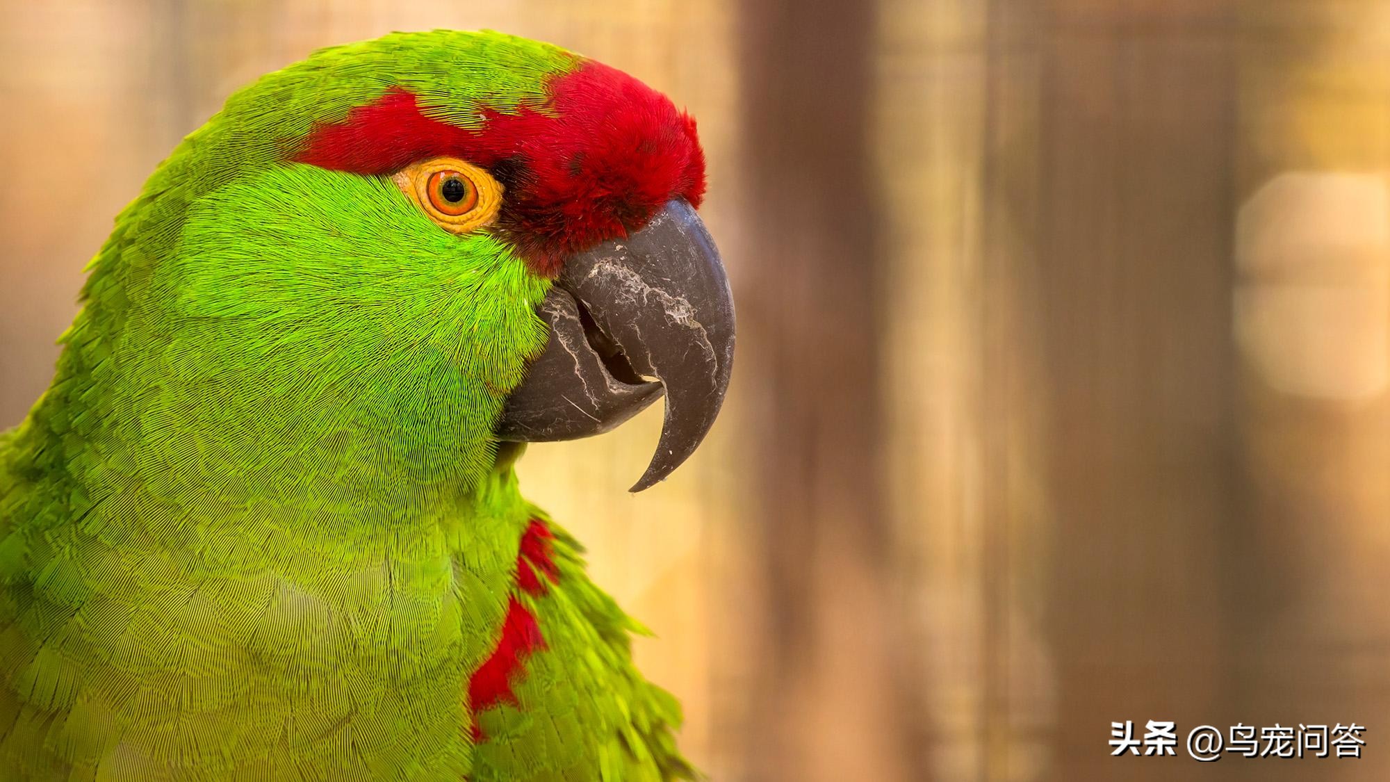 鹦鹉羽粉对呼吸道影响_宠物鸟季节性过敏应对方案_鹦鹉羽粉过敏症状