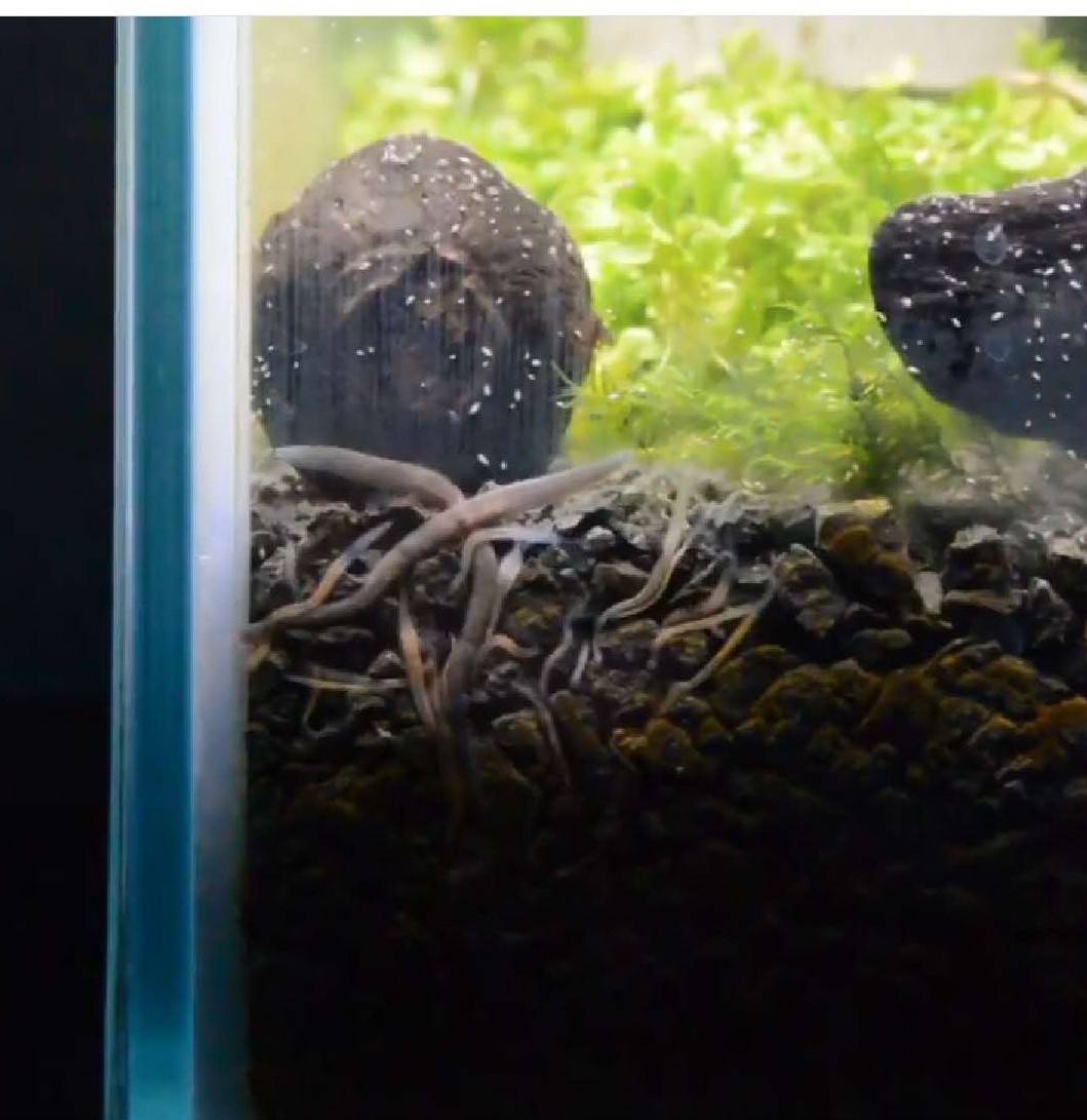 涡虫治理方法_鱼缸里发现寄生虫怎么办_草缸涡虫防治