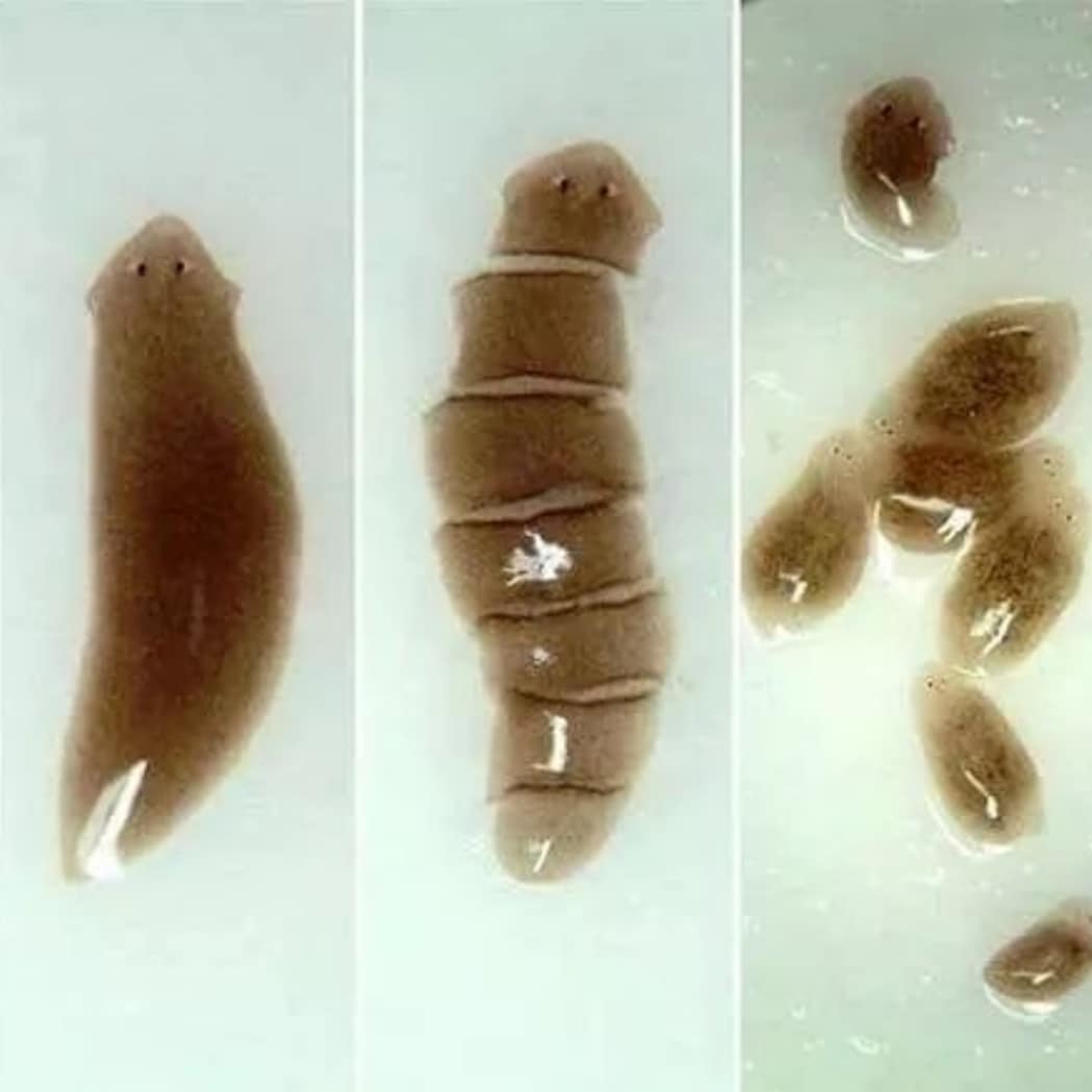 草缸涡虫防治_涡虫治理方法_鱼缸里发现寄生虫怎么办