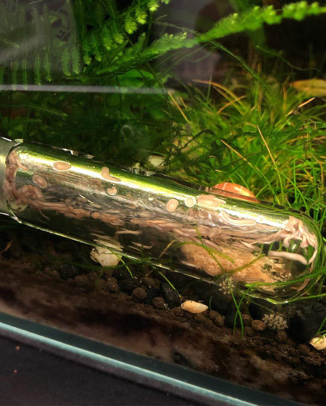 鱼缸里发现寄生虫怎么办_涡虫治理方法_草缸涡虫防治