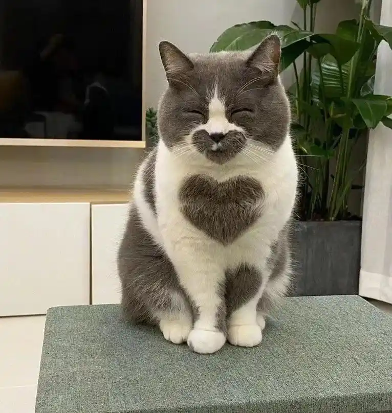 如何辨别并养护猫咪膝关节僵硬？-派特超人-宠物