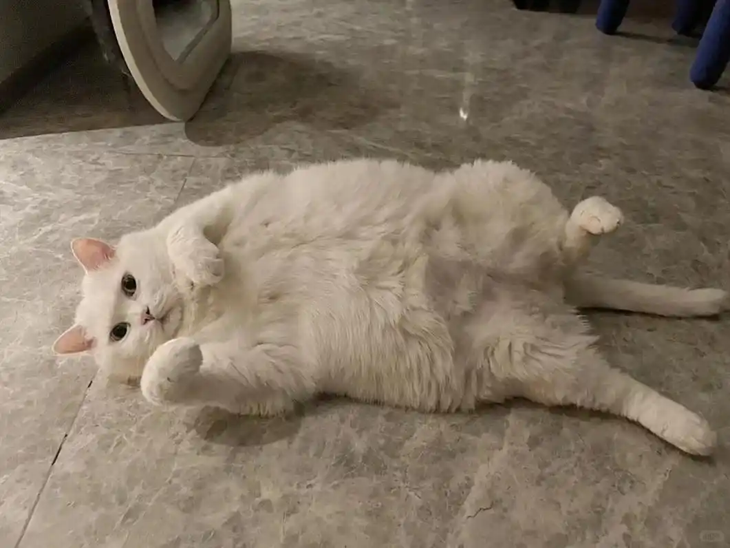 猫咪多发性关节炎：僵硬步态诊断_麦富迪barf猫粮关节保护_猫咪膝关节僵硬病因分析