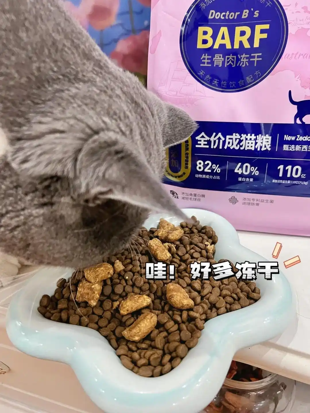 麦富迪barf猫粮关节保护_猫咪多发性关节炎：僵硬步态诊断_猫咪膝关节僵硬病因分析