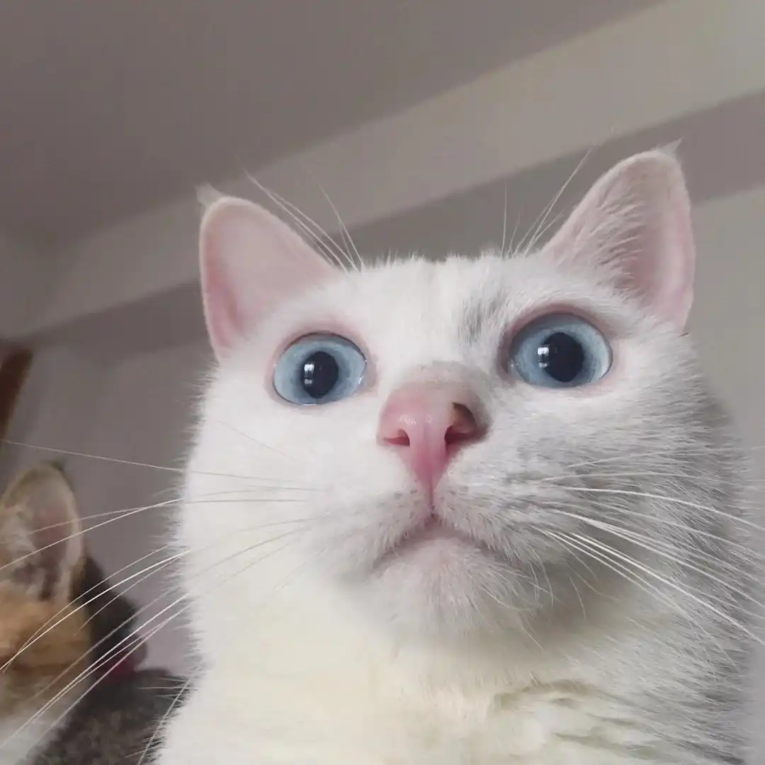 猫咪膝关节僵硬病因分析_麦富迪barf猫粮关节保护_猫咪多发性关节炎：僵硬步态诊断