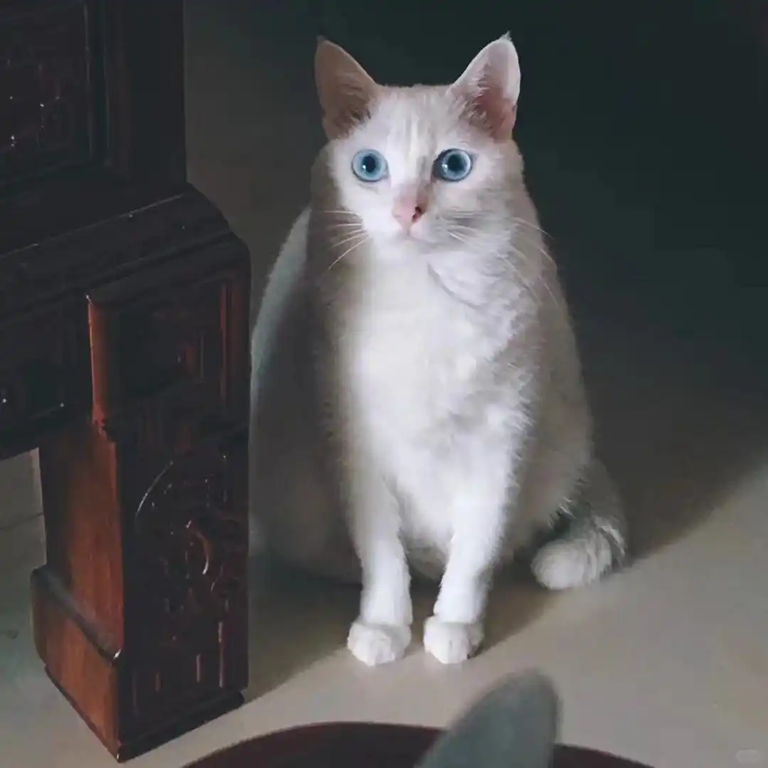 麦富迪barf猫粮关节保护_猫咪多发性关节炎：僵硬步态诊断_猫咪膝关节僵硬病因分析