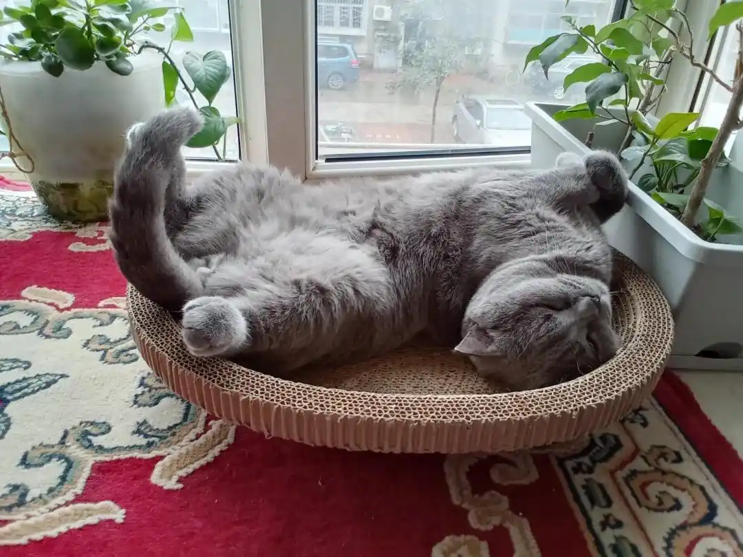 麦富迪barf猫粮关节保护_猫咪膝关节僵硬病因分析_猫咪多发性关节炎：僵硬步态诊断