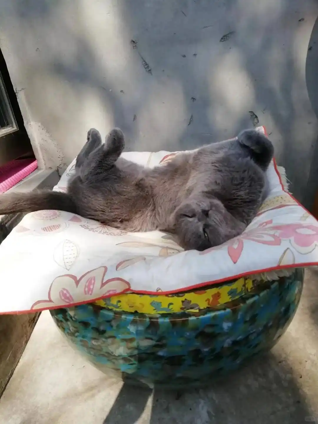 猫咪膝关节僵硬病因分析_麦富迪barf猫粮关节保护_猫咪多发性关节炎：僵硬步态诊断