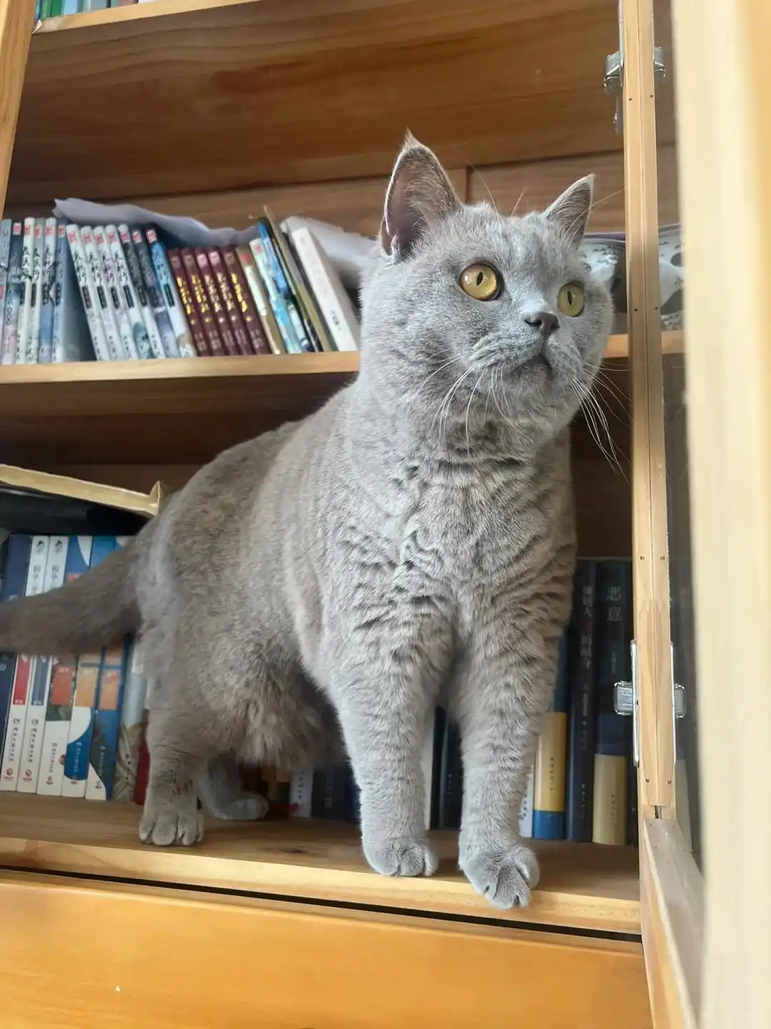 猫咪膝关节僵硬病因分析_麦富迪barf猫粮关节保护_猫咪多发性关节炎：僵硬步态诊断