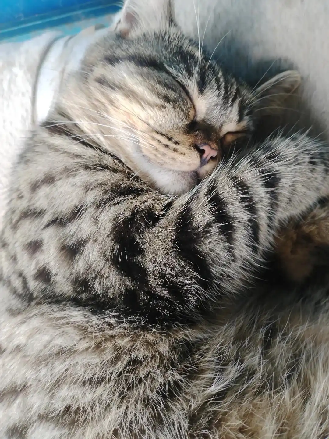 猫咪多发性关节炎：僵硬步态诊断_麦富迪barf猫粮关节保护_猫咪膝关节僵硬病因分析