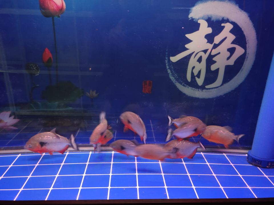 只要鱼缸壁上发现这种东西，一定要清除，千万不要相信是什么菌膜-派特超人-宠物