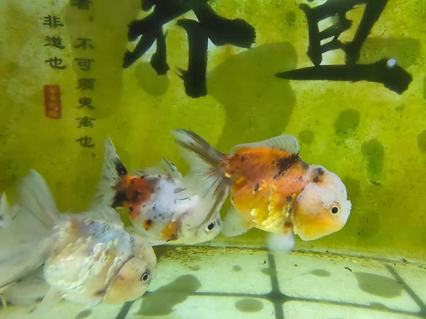 鱼缸壁蒙状物处理_鱼缸里发现寄生虫怎么办_观赏鱼水质问题