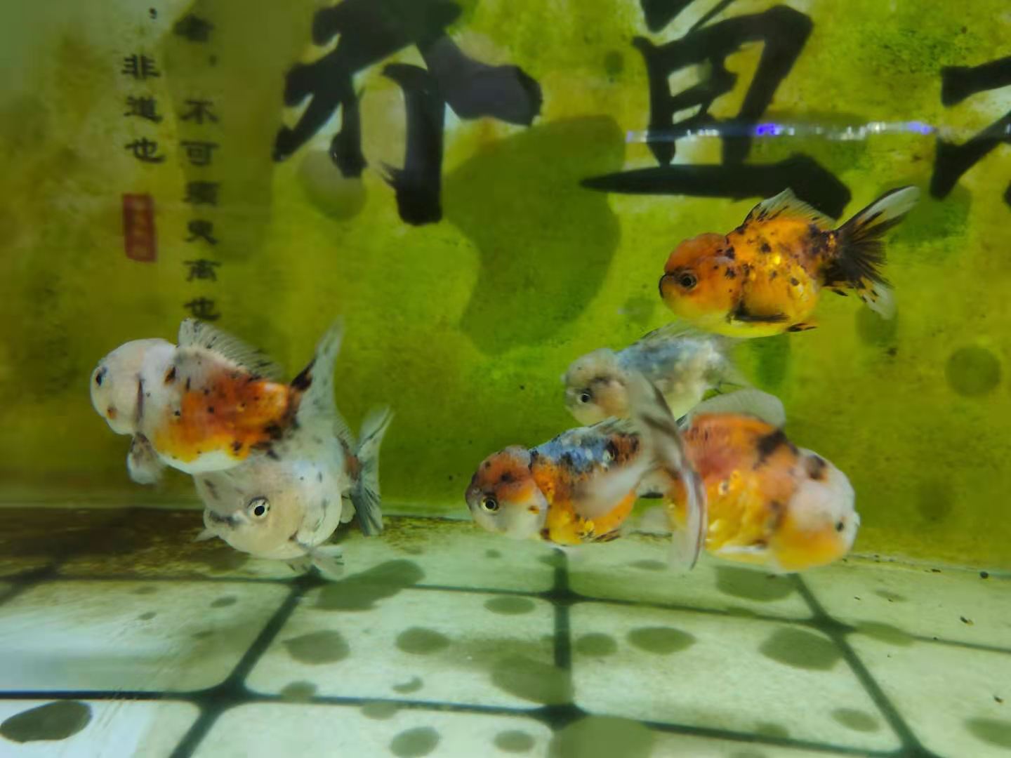 鱼缸里发现寄生虫怎么办_观赏鱼水质问题_鱼缸壁蒙状物处理