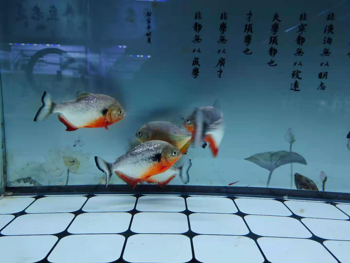 观赏鱼水质问题_鱼缸壁蒙状物处理_鱼缸里发现寄生虫怎么办