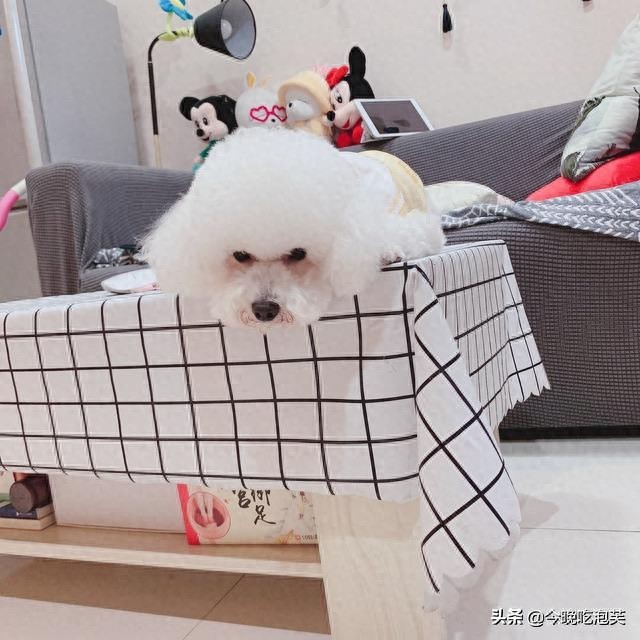 为什么狗狗经常磨爪子,原因竟然是如此-派特超人-宠物