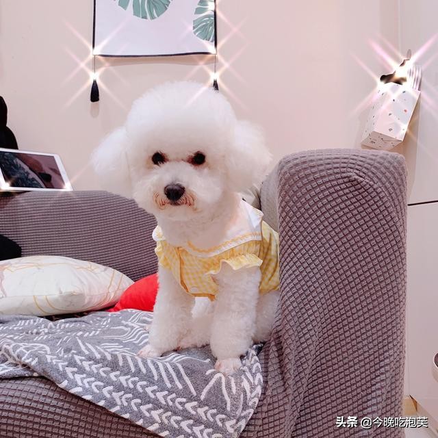 铲屎官如何处理狗狗磨爪_狗狗指甲修剪频率指南_狗狗磨爪原因分析
