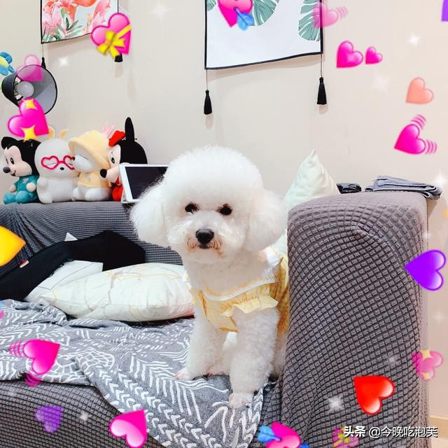 狗狗指甲修剪频率指南_狗狗磨爪原因分析_铲屎官如何处理狗狗磨爪