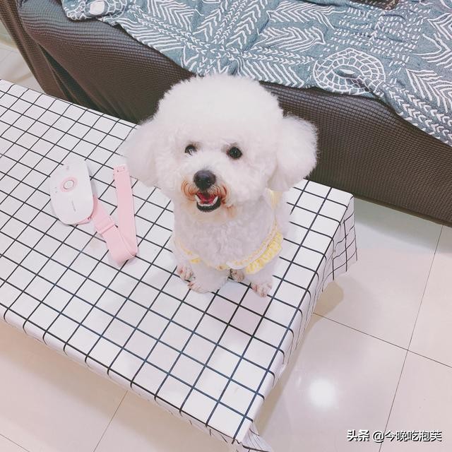 铲屎官如何处理狗狗磨爪_狗狗磨爪原因分析_狗狗指甲修剪频率指南
