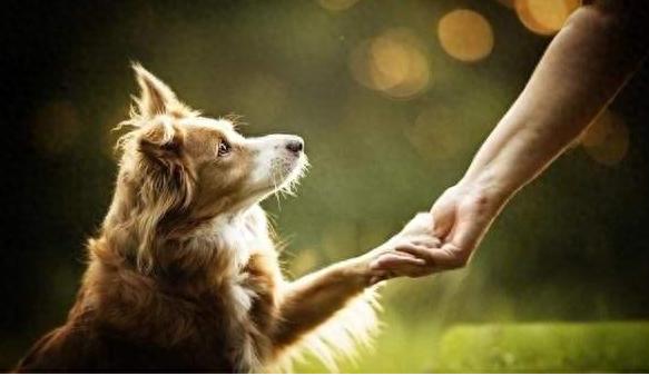 为什么狗狗爪子总是不让人碰?这4点,简直真相了-派特超人-宠物